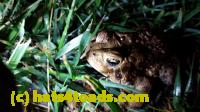 /home//u458753944/public_html/sourcegallery//////Roxborough Toad Detour/2013-2019/2016/2016-04-26/20160426_213239.jpg